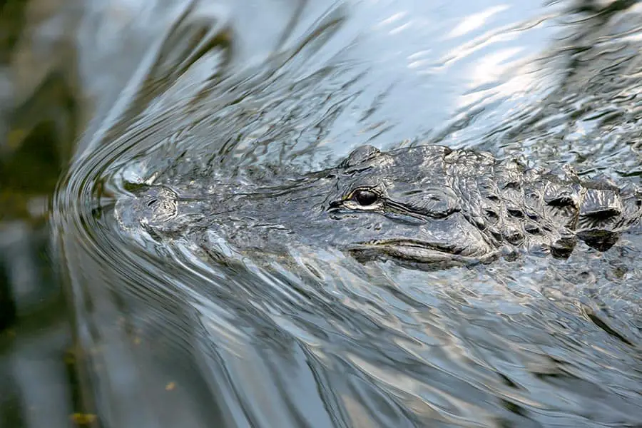 Adult alligator swimming in a bayou