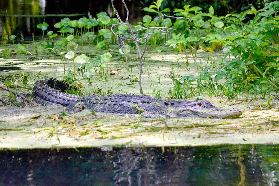Alligator waiting patiently for prey