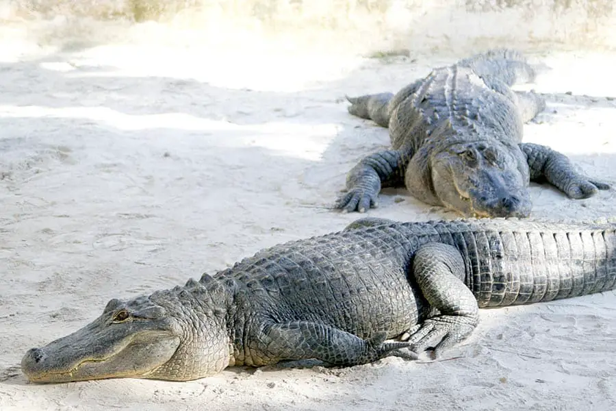 American crocodiles laying on sand basking in sun