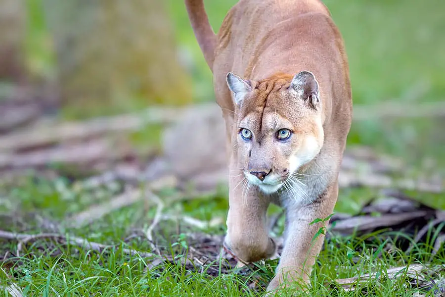 Close up view of endangered Florida panther