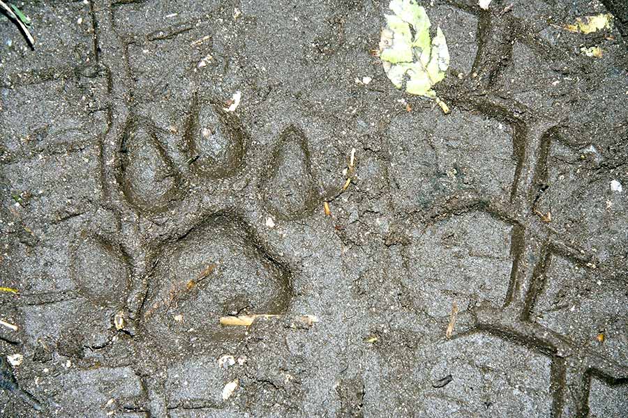 Florida panther track in soft earth