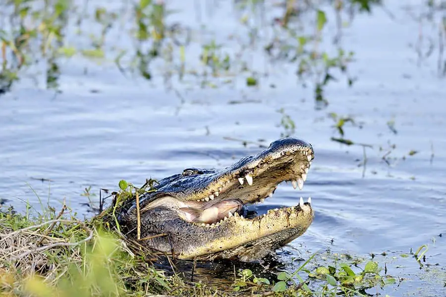 Large alligator with mouth open eating a fish