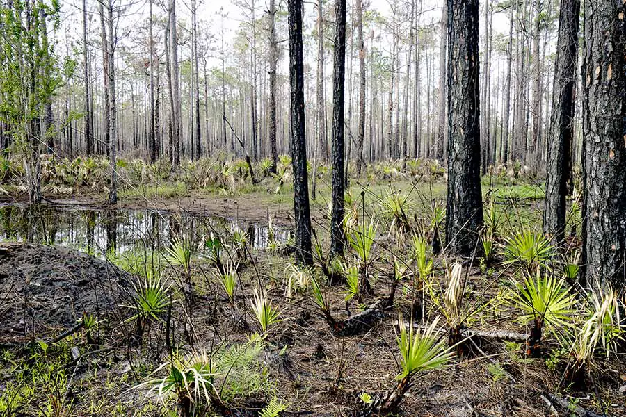 Wetlands at Tarkiln Bayou Preserve State Park