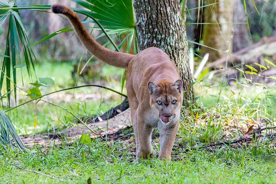 Large panther walking through the woods