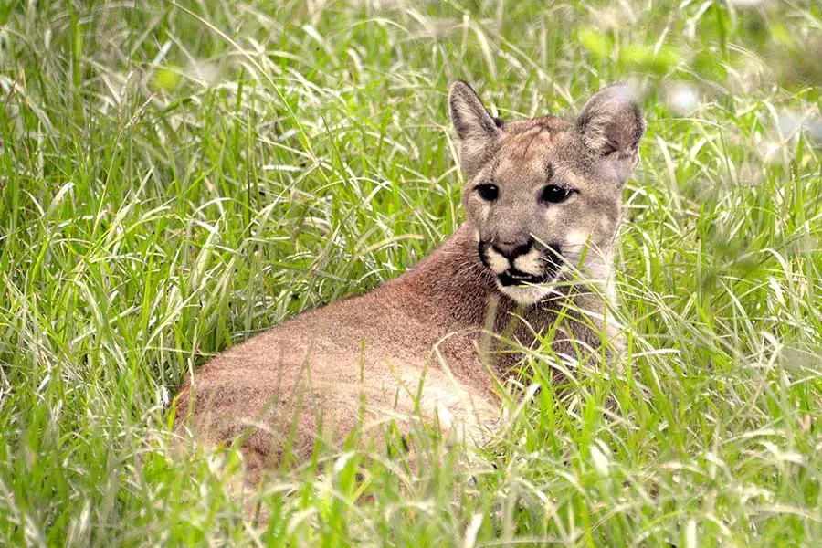 Young panther laying in grass