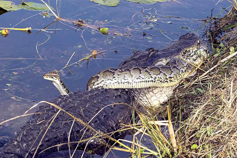 Alligator biting down on a python
