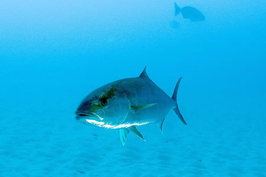 Large amberjack swimming in clear blue water