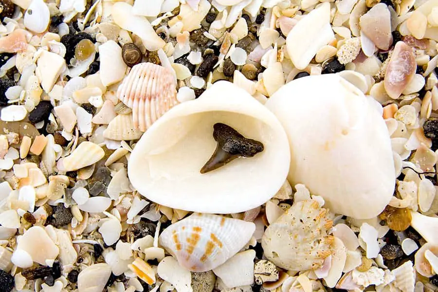 Black shark tooth inside a seashell on beach