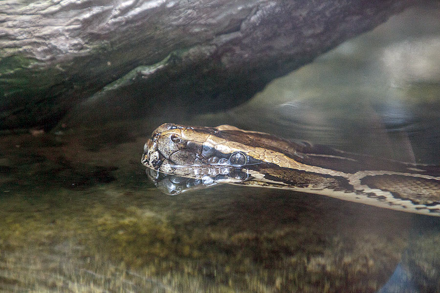 Burmese python in the water by log