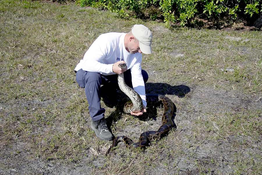 Python hunter captures large python in the everglades