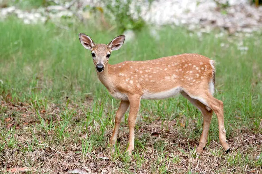 Endangered key deer fawn