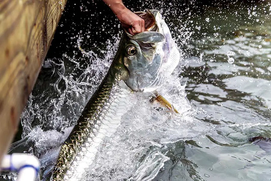 Tarpon grabs the food offered by a tourist