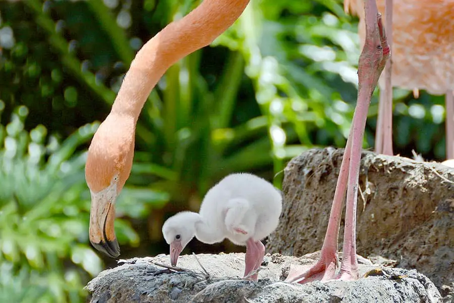 Flamingo on nest with baby chick