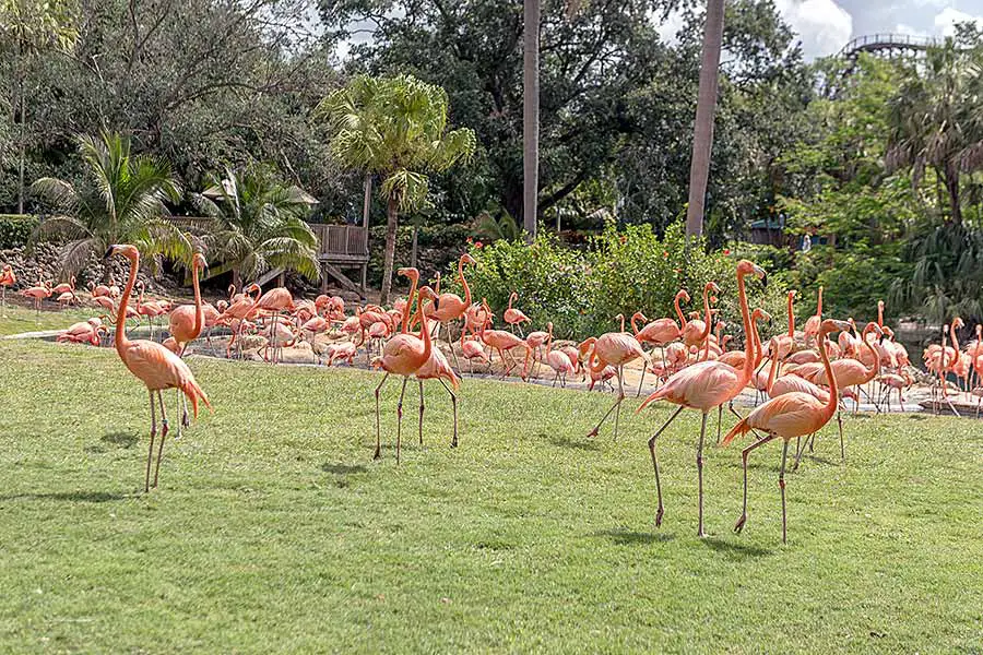 Flock of flamingos at Busch Gardens