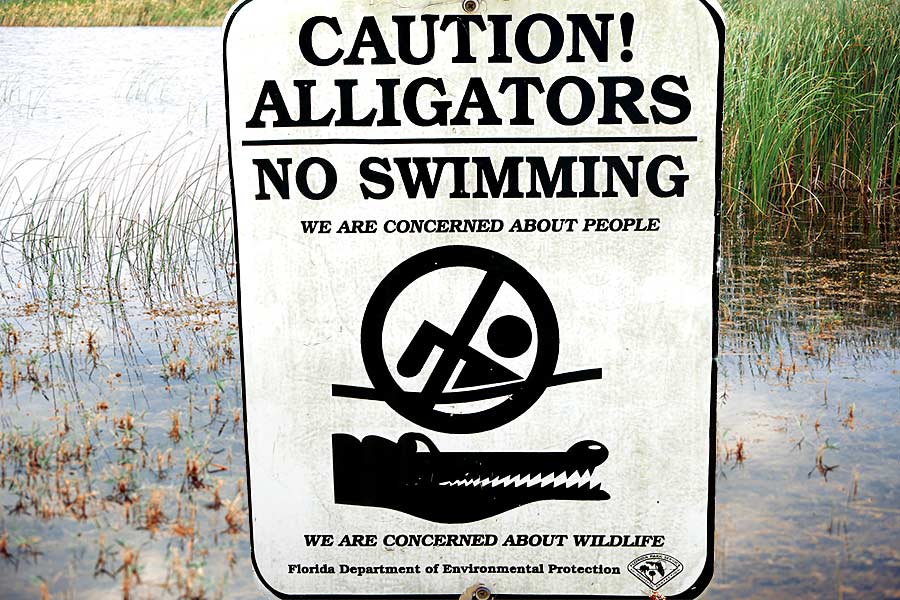 Caution alligators, no swimming sign