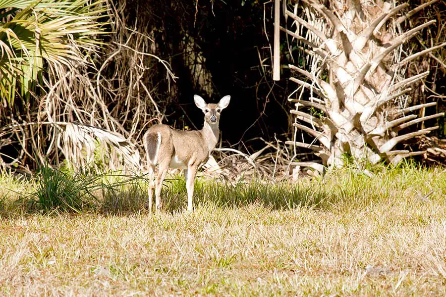 Florida whitetail deer feeding in meadow