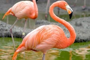 Florida flamingo