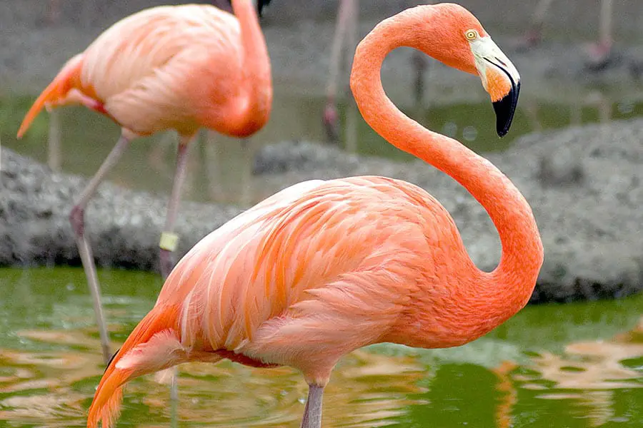 Close up look at a Florida flamingo