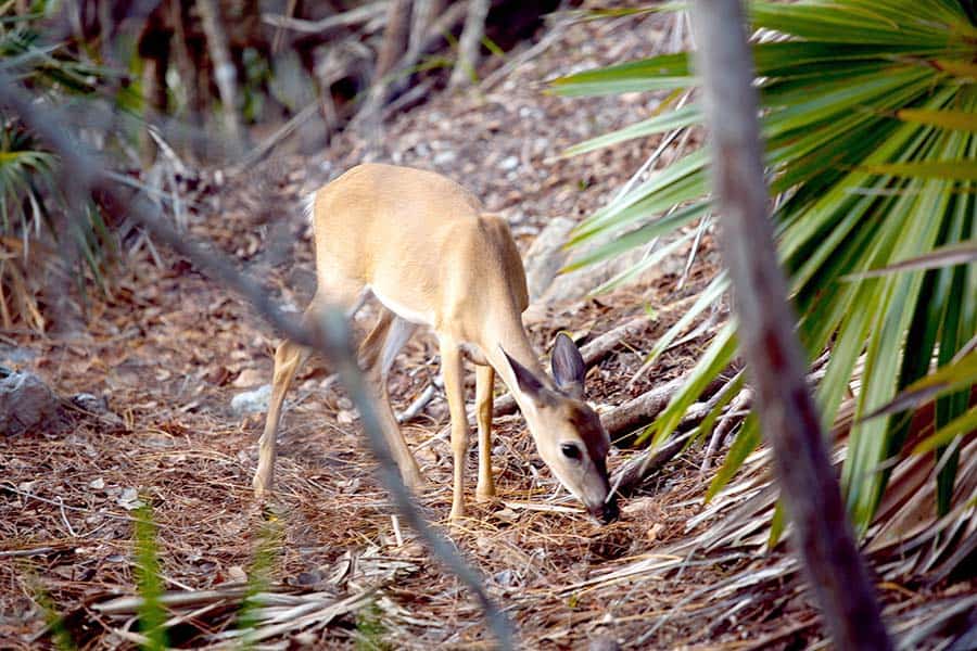 Florida Key deer
