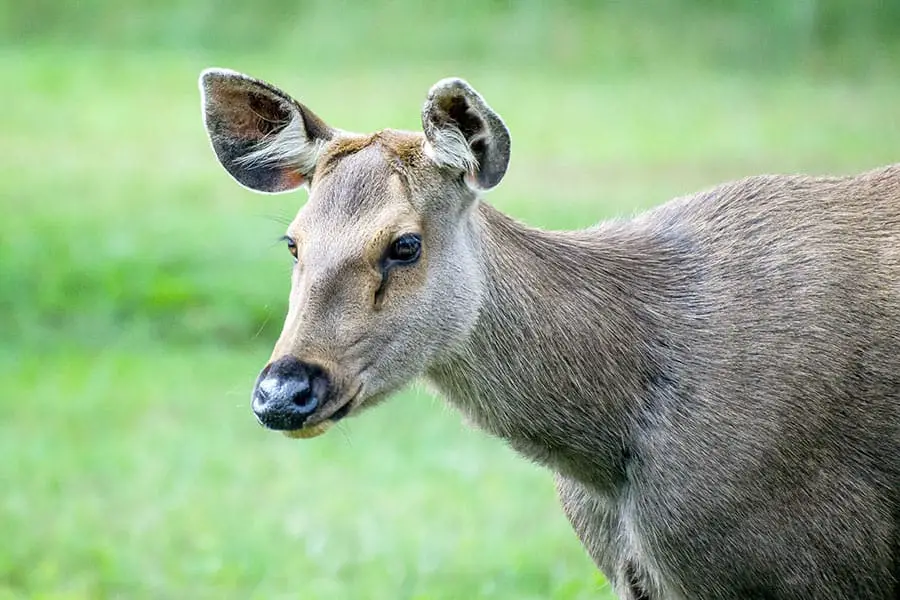 Sambar deer at St. Vincent National Wildlife Refuge