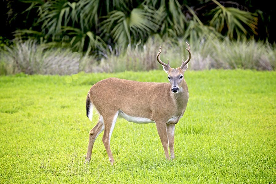 Florida Whitetail Buck in meadow