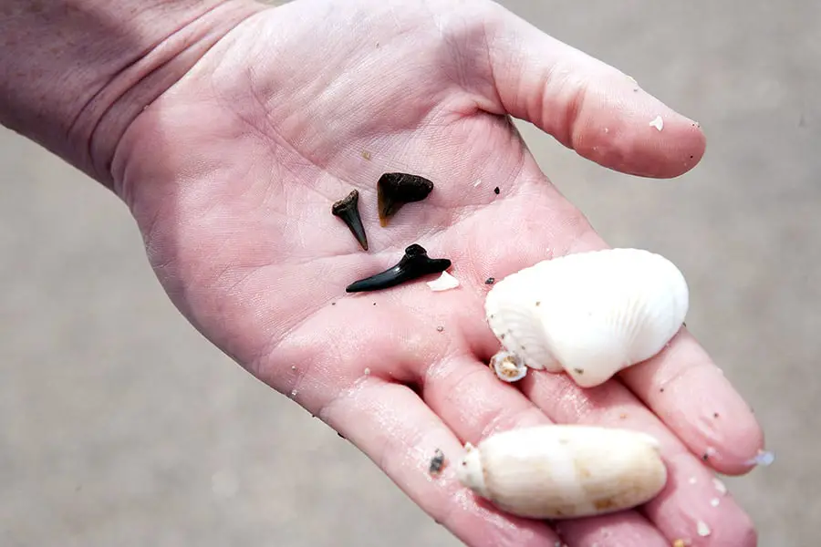 Man holding fossilized shark teeth and sea shells