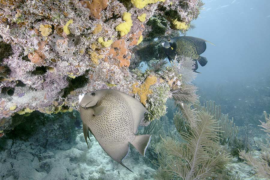 French angelfish swimming near coral reef