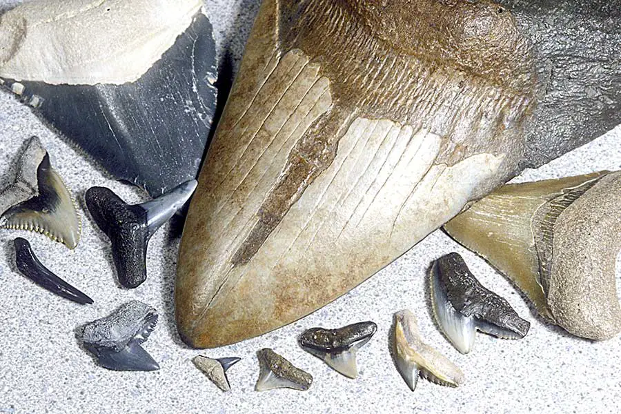 Giant megalodon shark tooth compared to modern shark teeth
