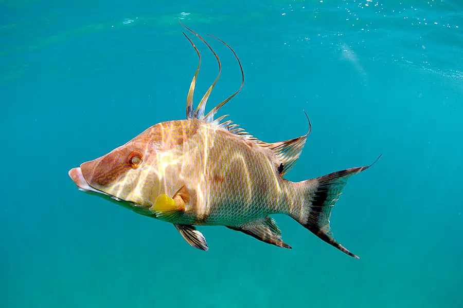 Hogfish swimming in Biscayne Bay