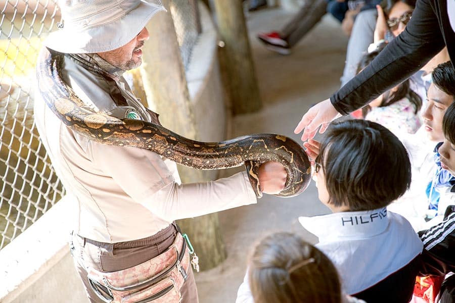 Man showing python to tourists at Everglades Safari Park