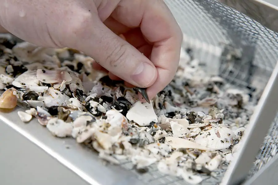 Beachcomber finds shark's tooth at Venice Beach, Florida