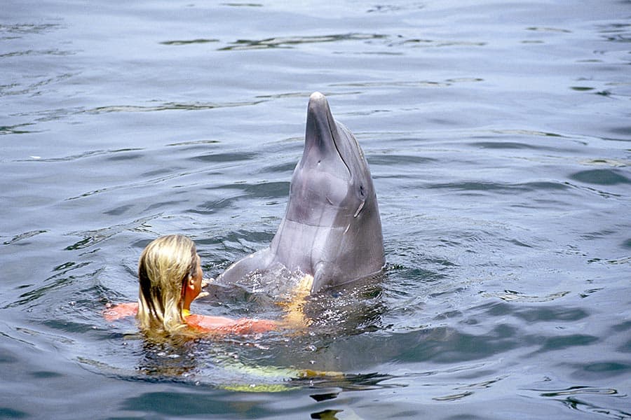 Woman swimming with dolphin