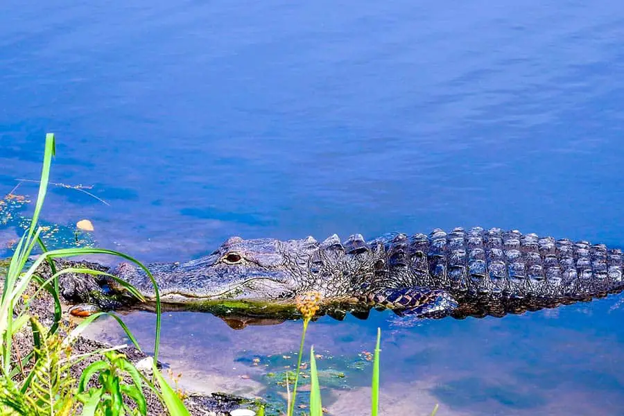 Alligator in the water just off the canal bank