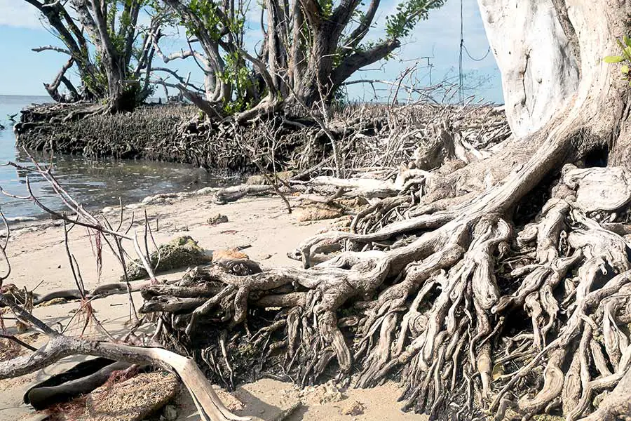 Exposed roots of a Black mangrove tree