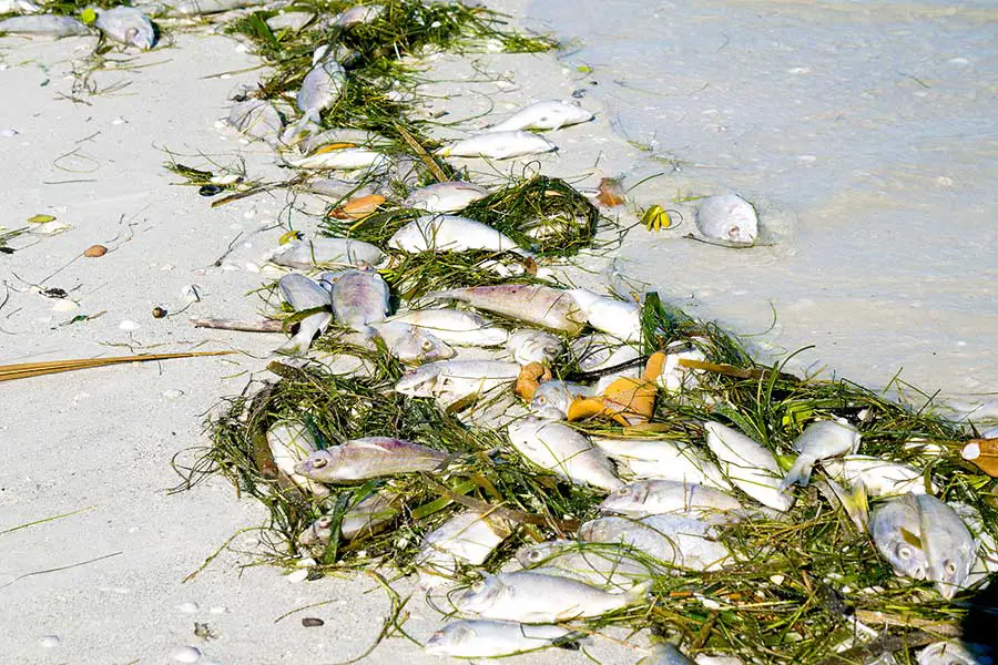 Dead fish line the shore, killed by harmful algal bloom