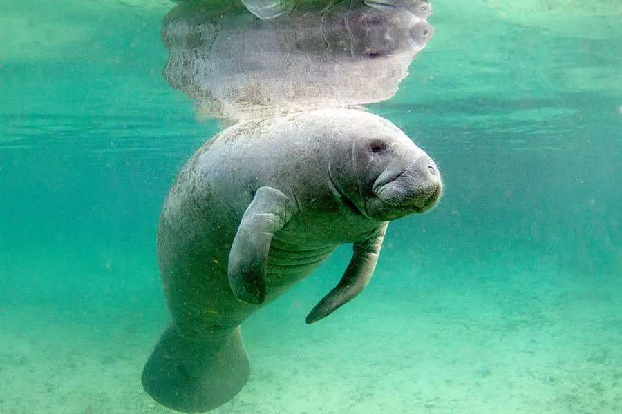 Florida manatee floating in the clear water