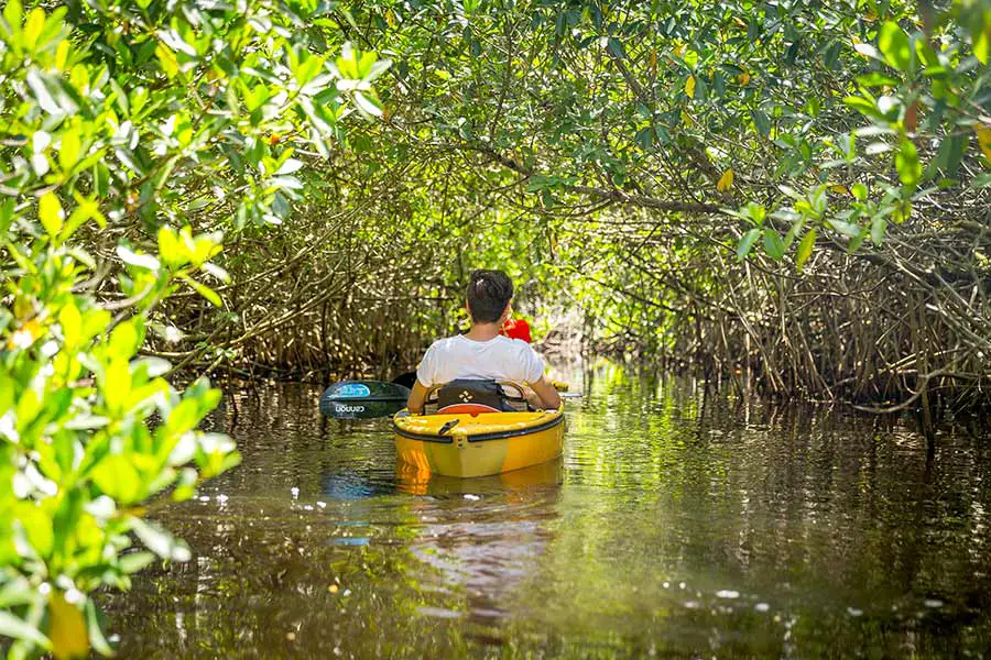 Kayaking through a mangrove forest