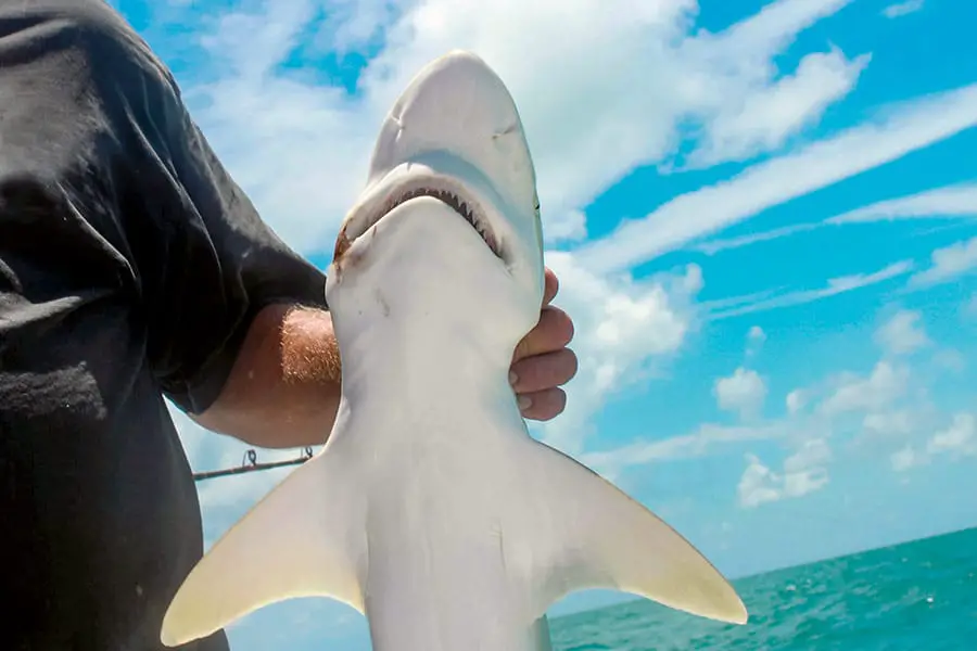 Man holding a small shark