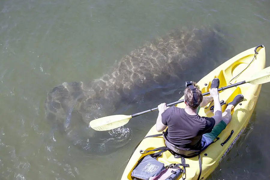 Man in yellow kayak paddling above a swimming manatee