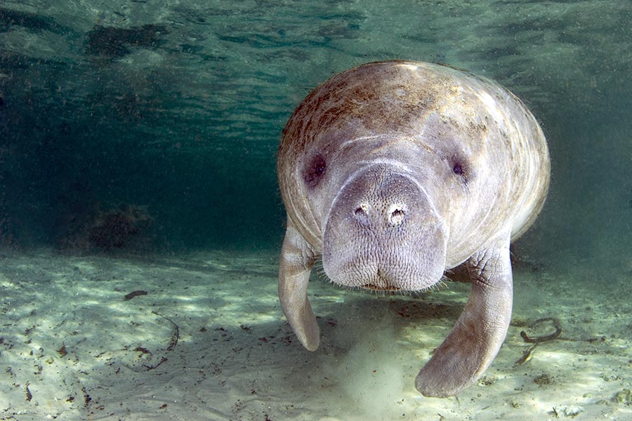 Close up view of a manatee in clear water