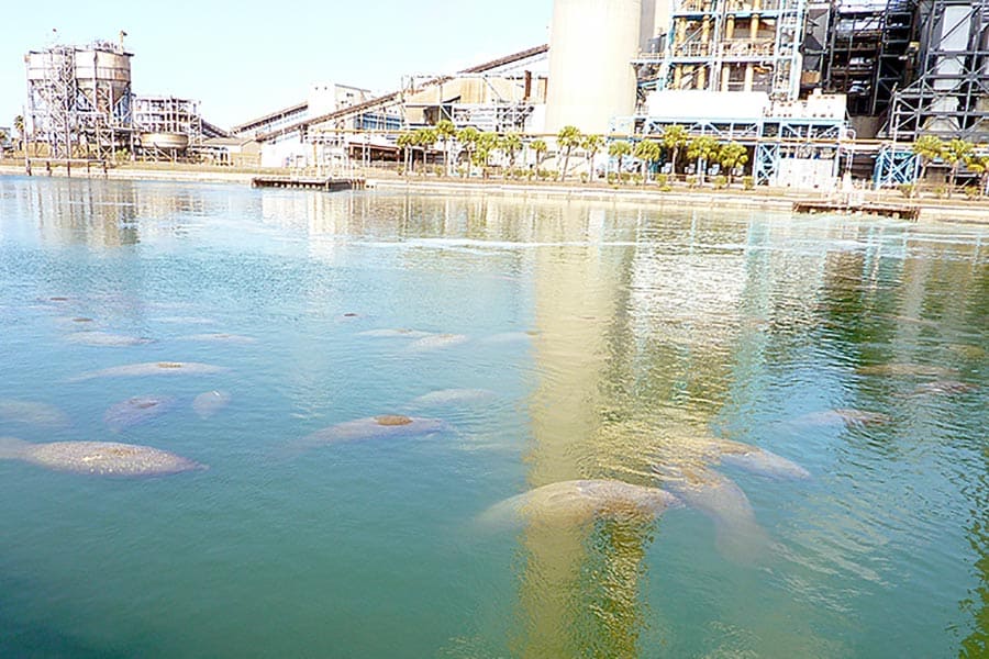 Manatees gathering in the warm water by power station