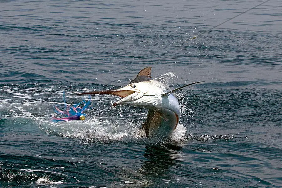 Marlin hooked on fishing line jumping out of the ocean