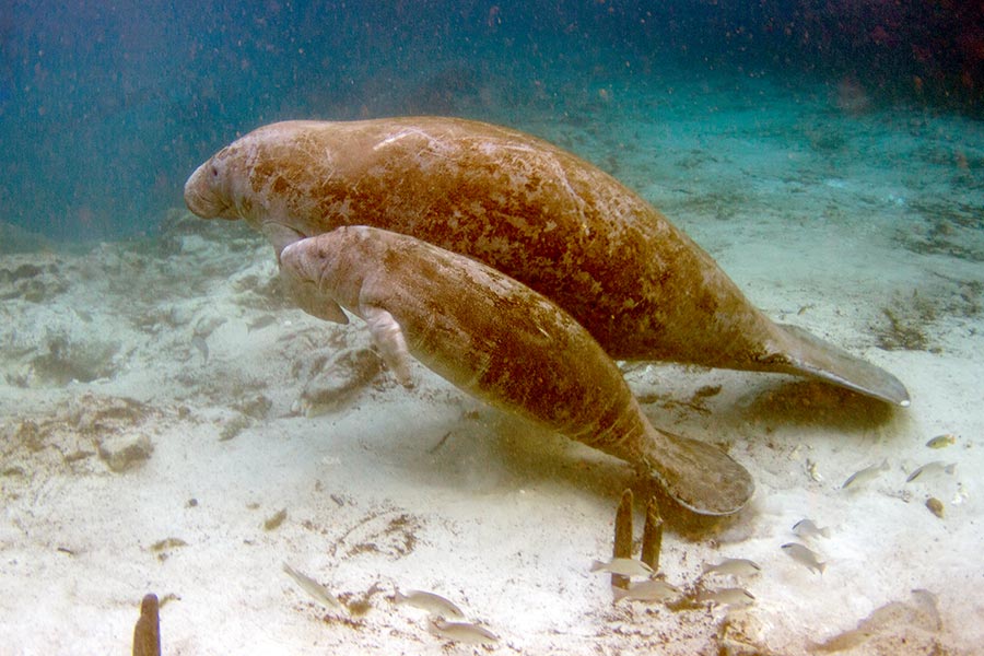 Mother and calf manatees swimming side by side