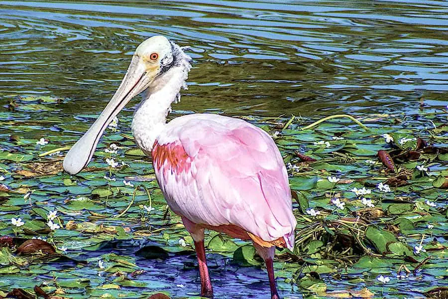 Roseate Spoonbill walking through lily pads