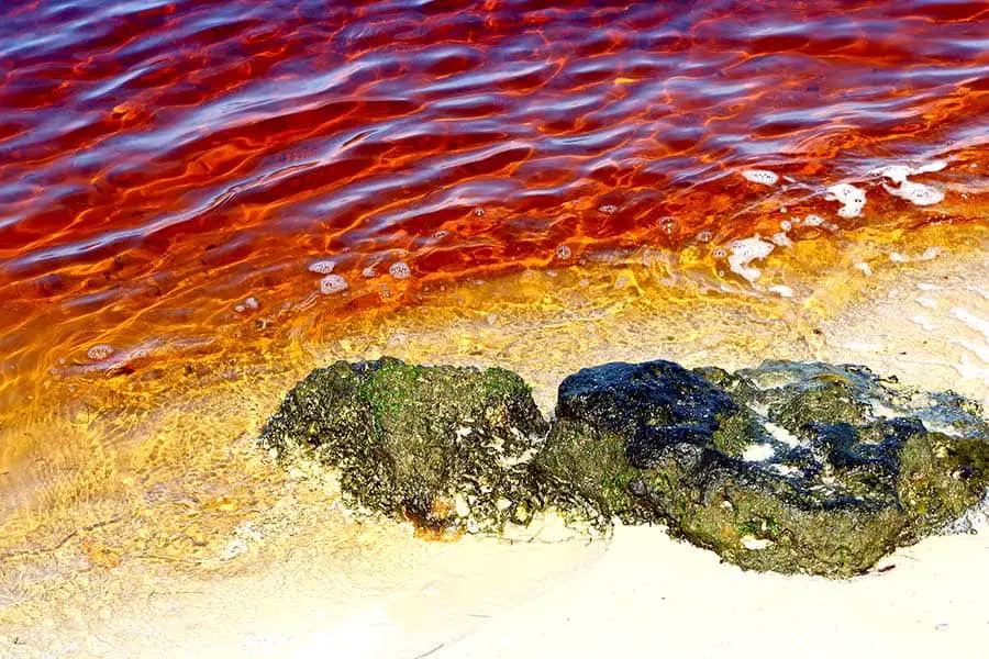 Water is red from overgrowth of harmful algal