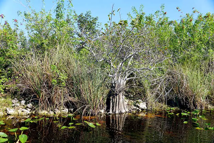 White mangrove tree a waters edge