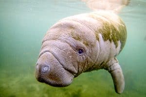 Young manatees