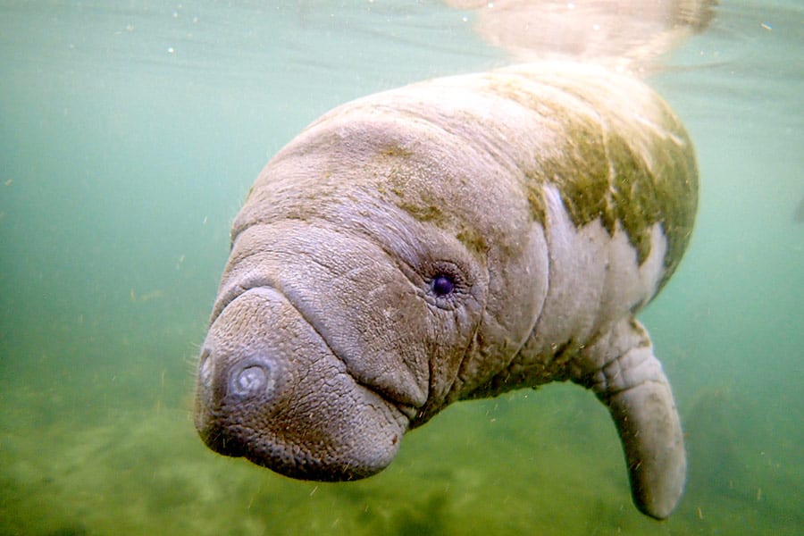 Manatee swimming in Crystal River National Wildlife Refuge