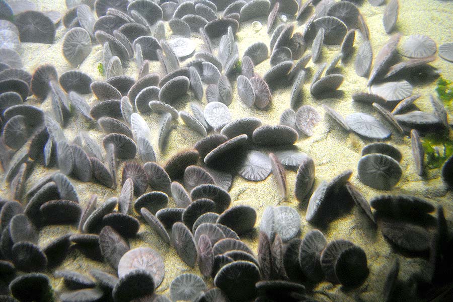 Cluster of sand dollars on ocean floor