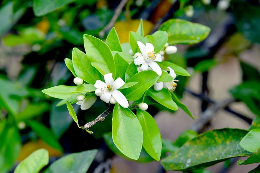 Green leaves and blossoms on orange tree